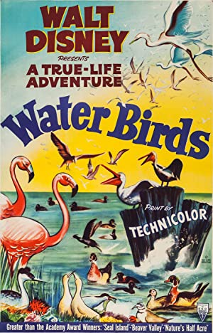 Watch free full Movie Online Water Birds (1952)